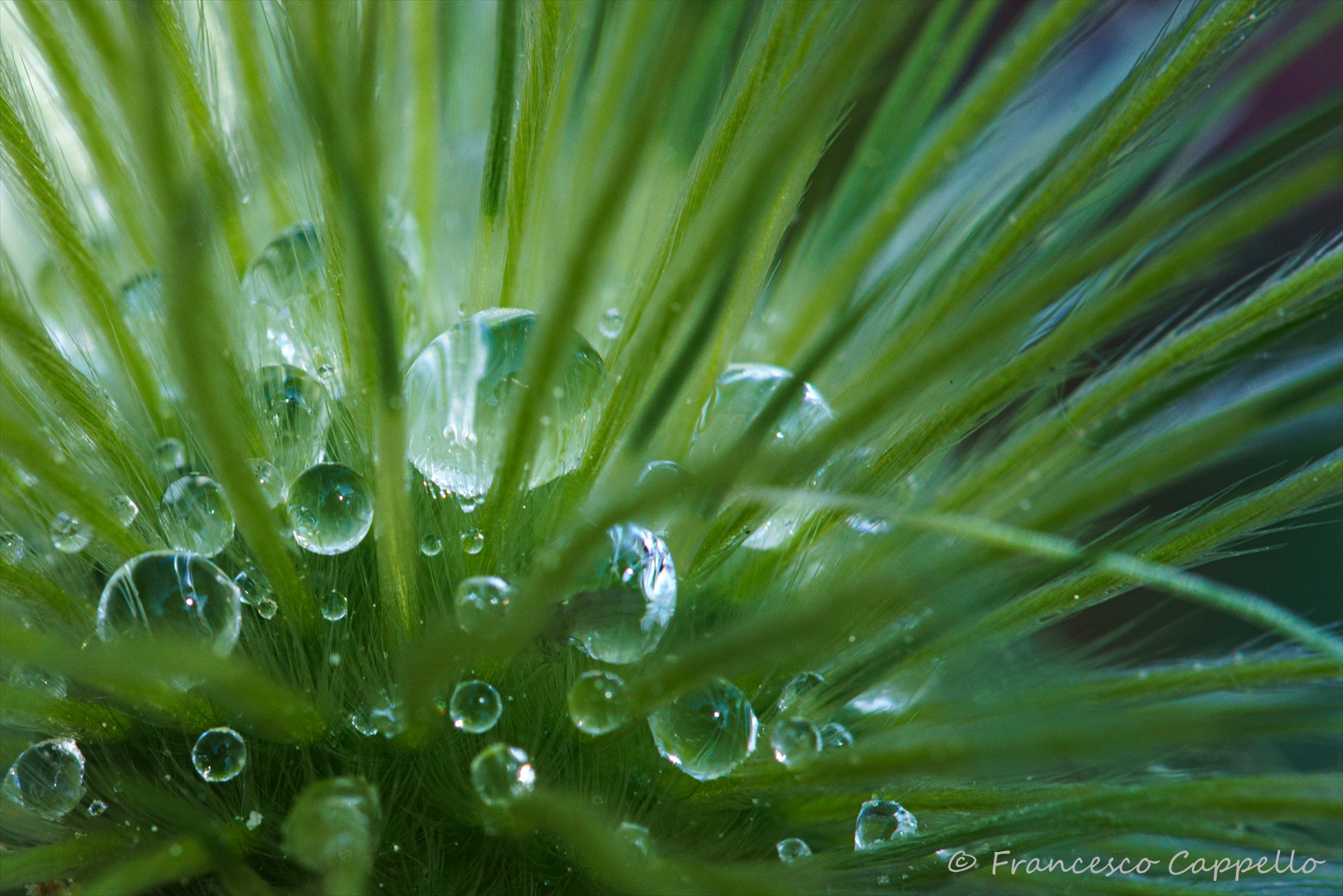 Wassertropfen