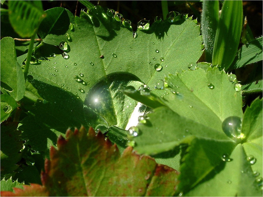 wassertropfen