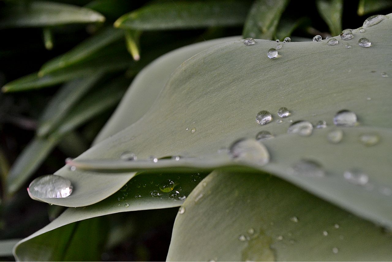 Wassertropfen