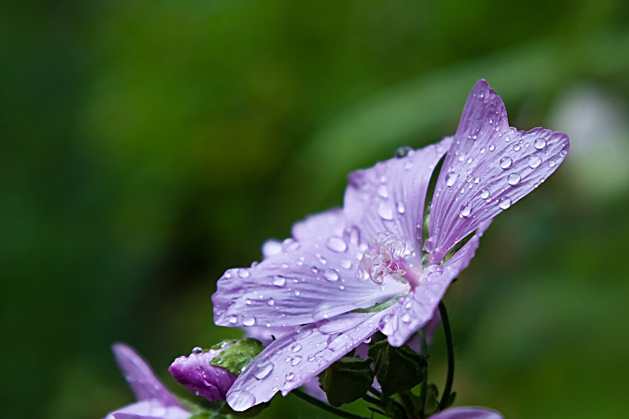 Wassertropfen