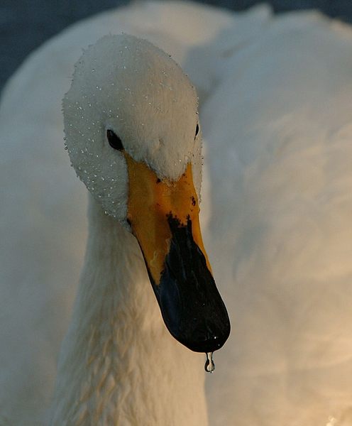 Wassertropfen...