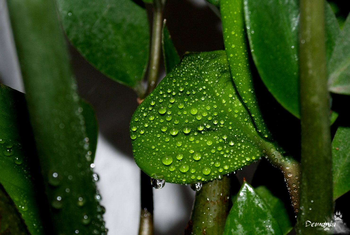 Wassertropfen