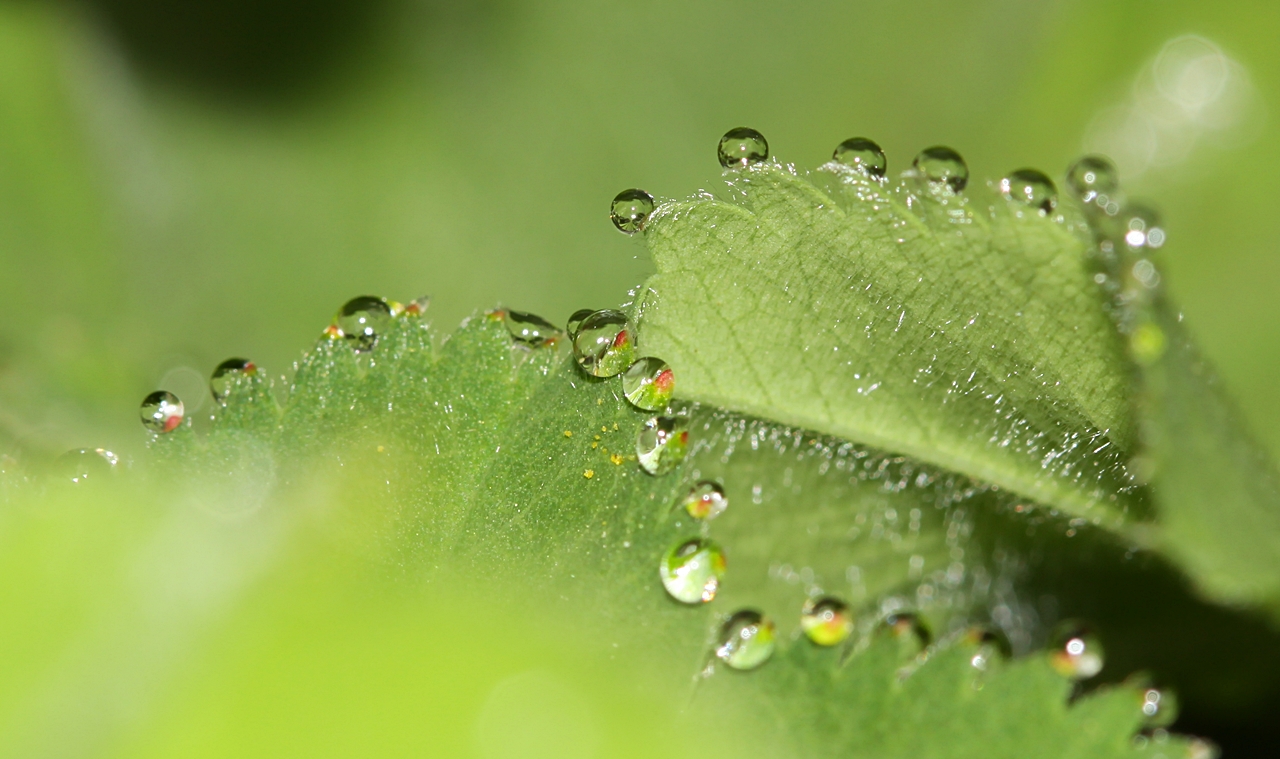 Wassertropfen