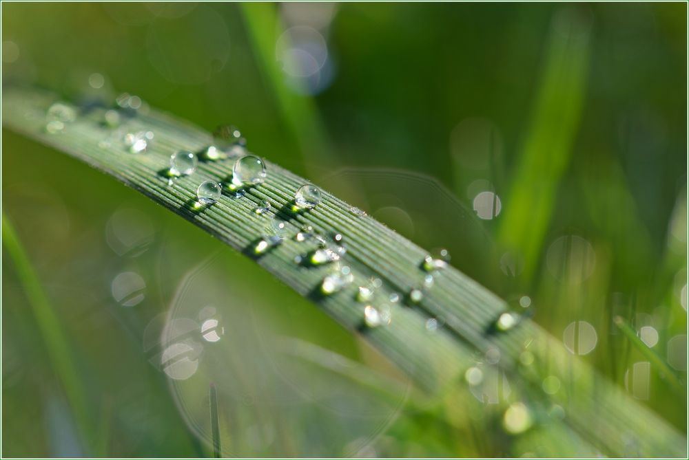 Wassertropfen