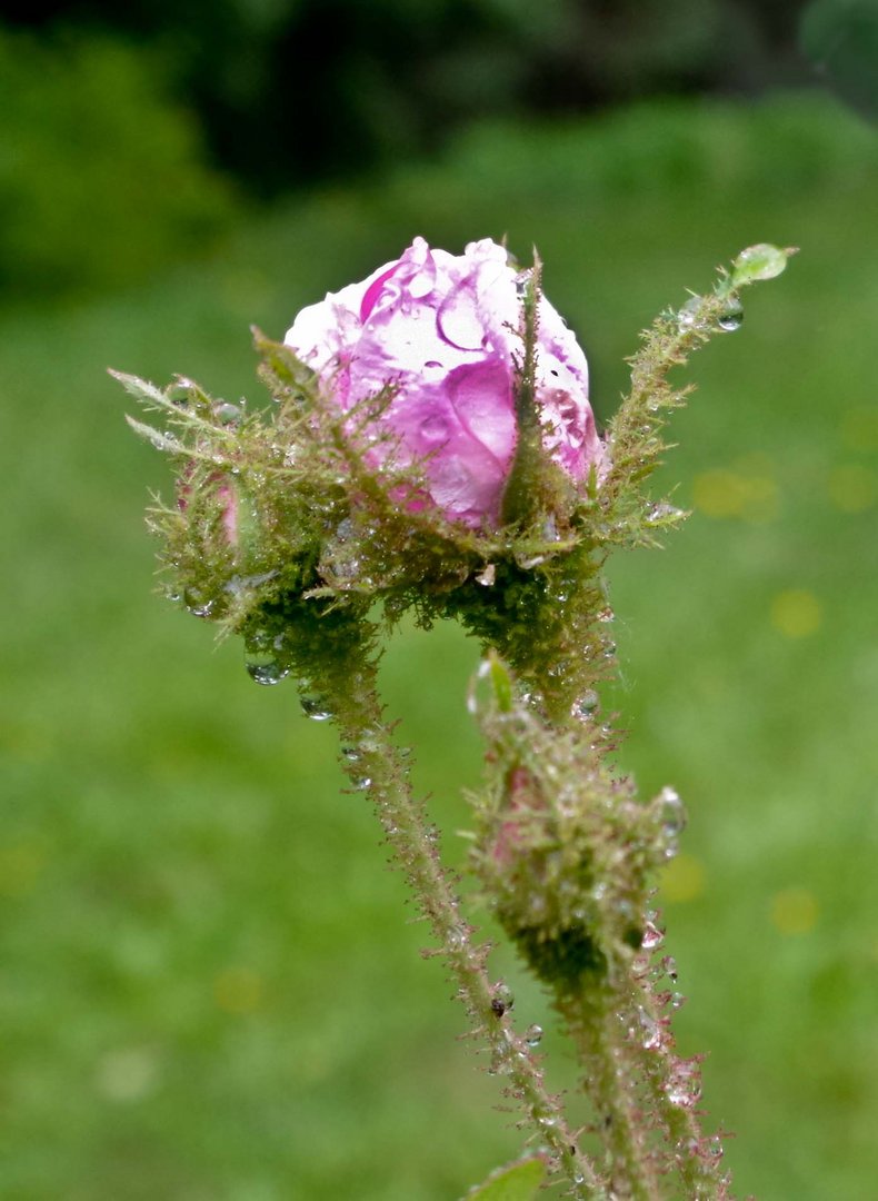 Wassertropfen