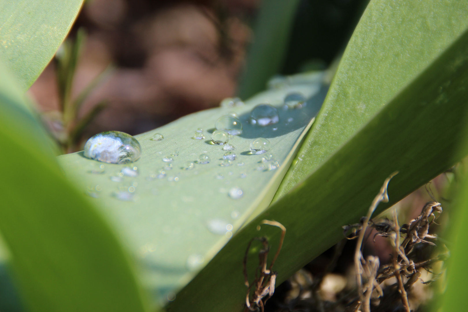 Wassertropfen