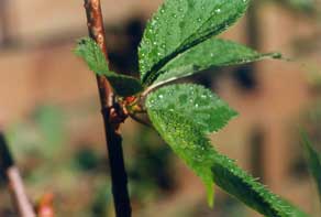 Wassertropfen