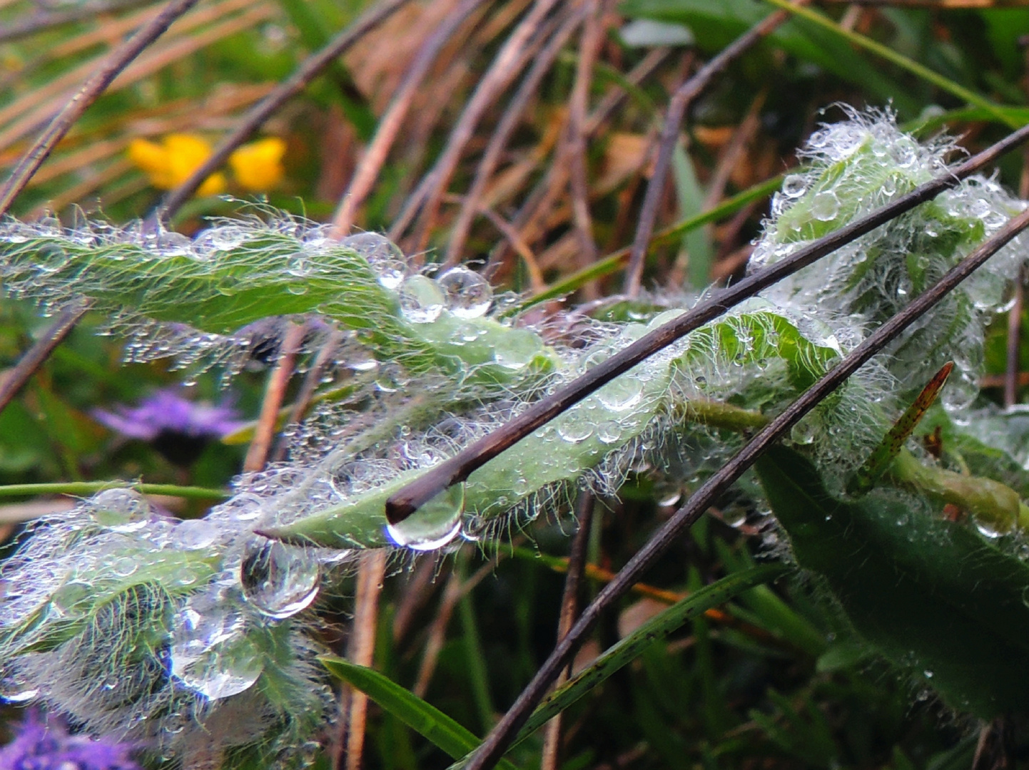 Wassertropfen