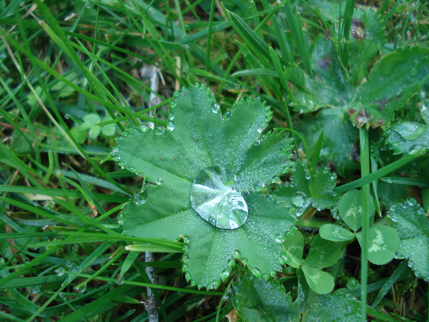 Wassertropfen 