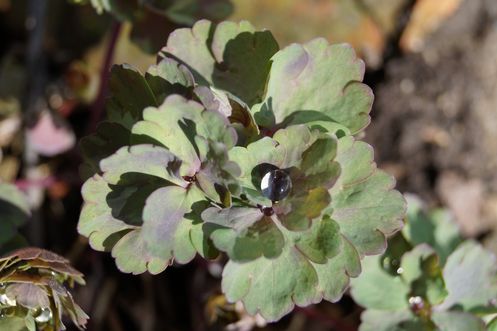 Wassertropfen