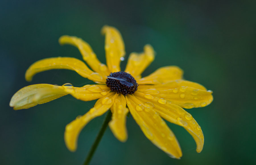 Wassertropfen