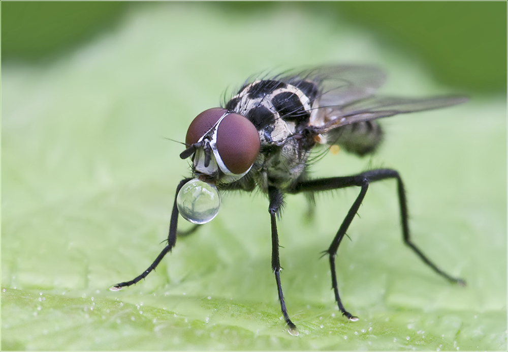 Wassertropfen