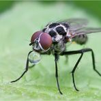 Wassertropfen