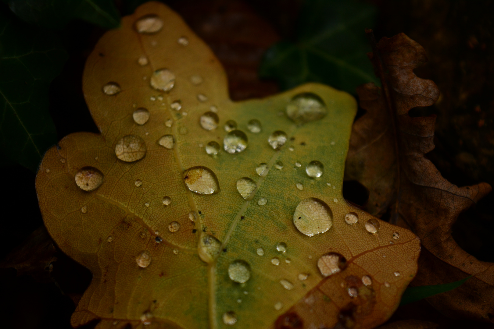 Wassertropfen