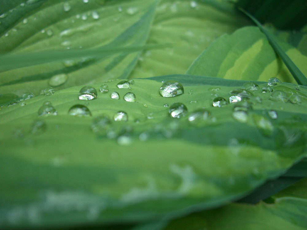 Wassertropfen