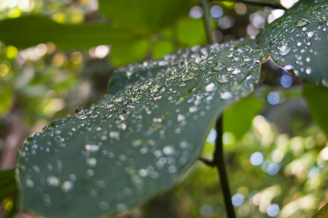 Wassertropfen