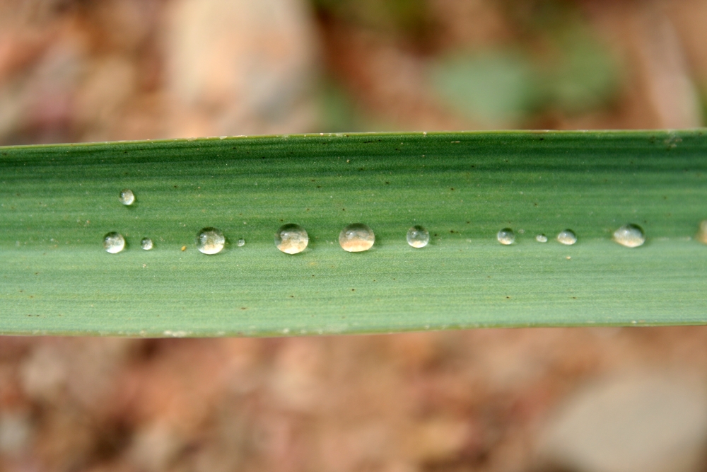 Wassertropfen