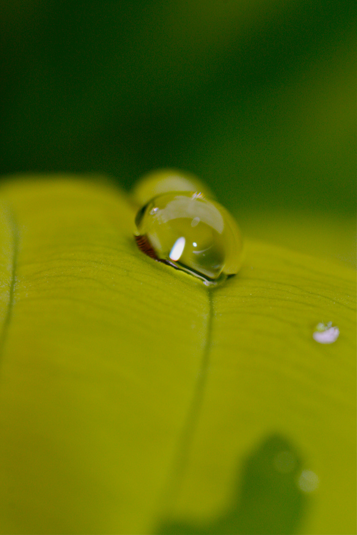 Wassertropfen