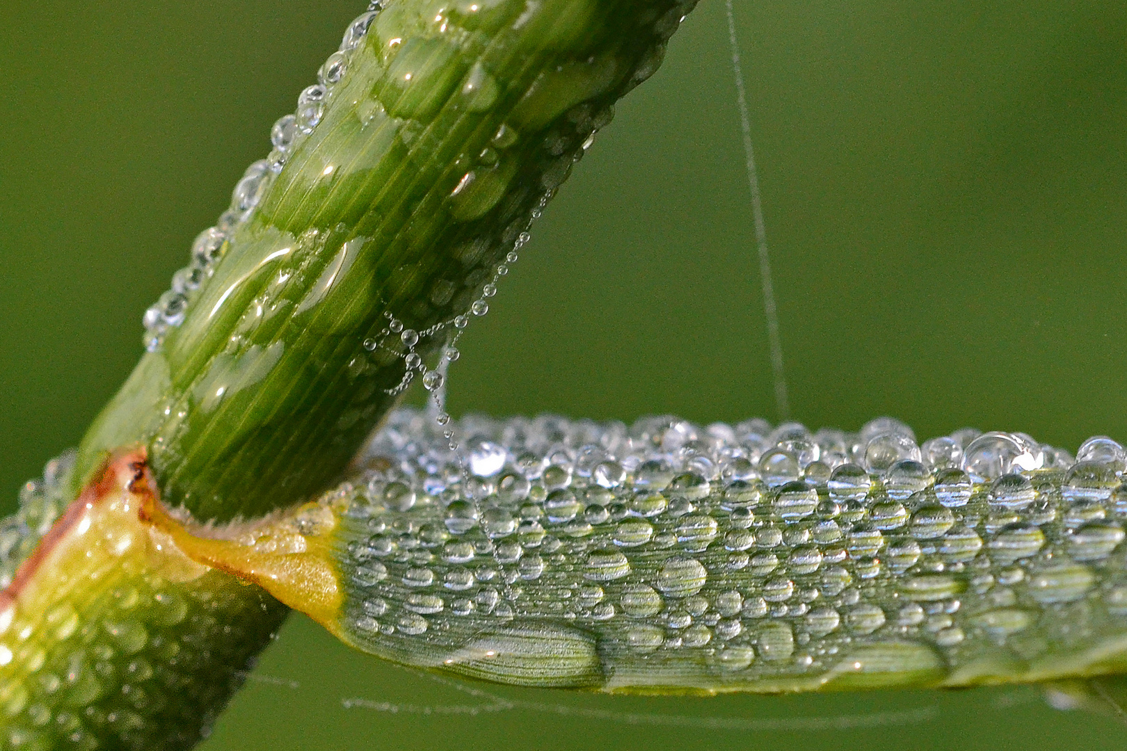 Wassertropfen