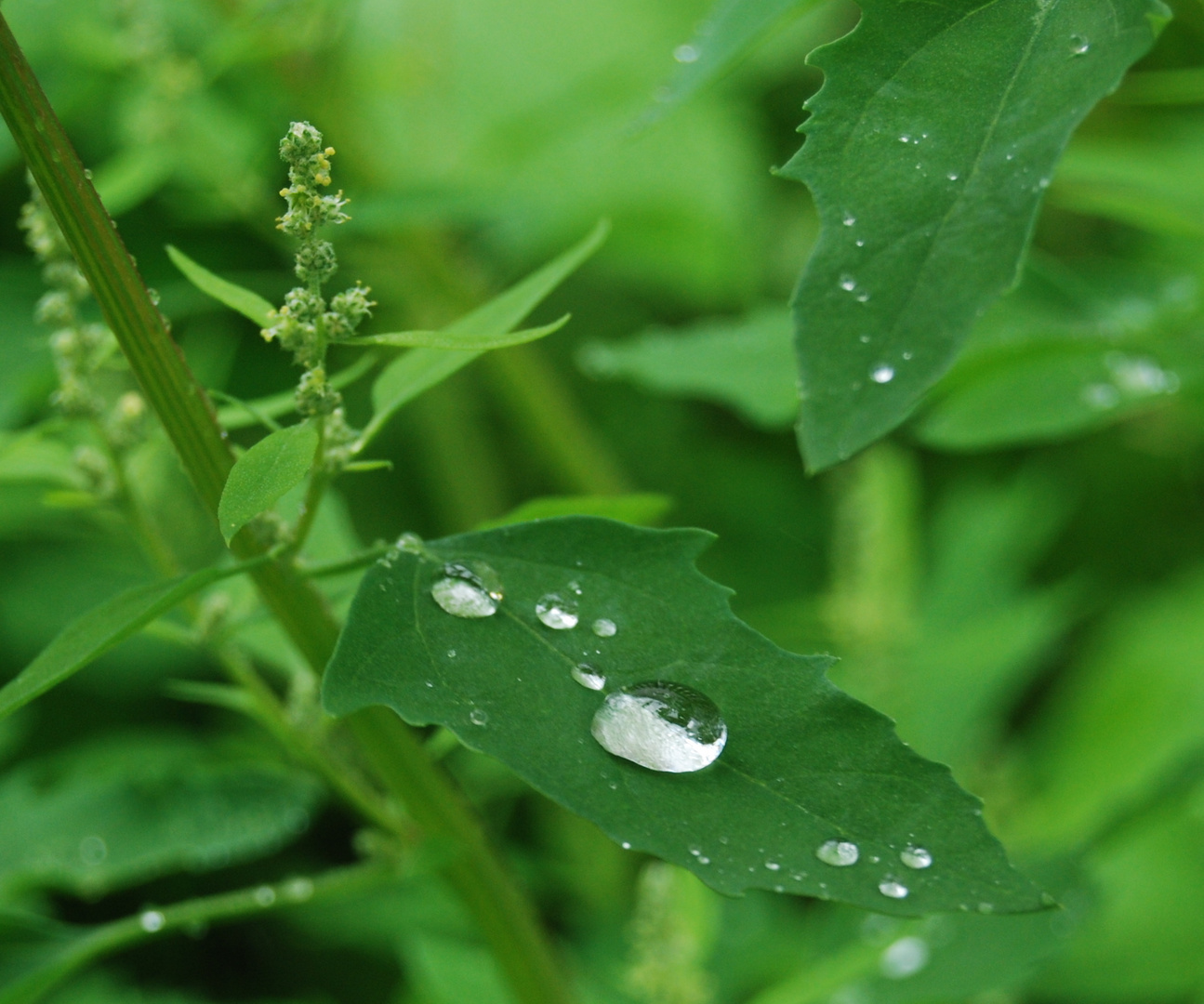 Wassertropfen