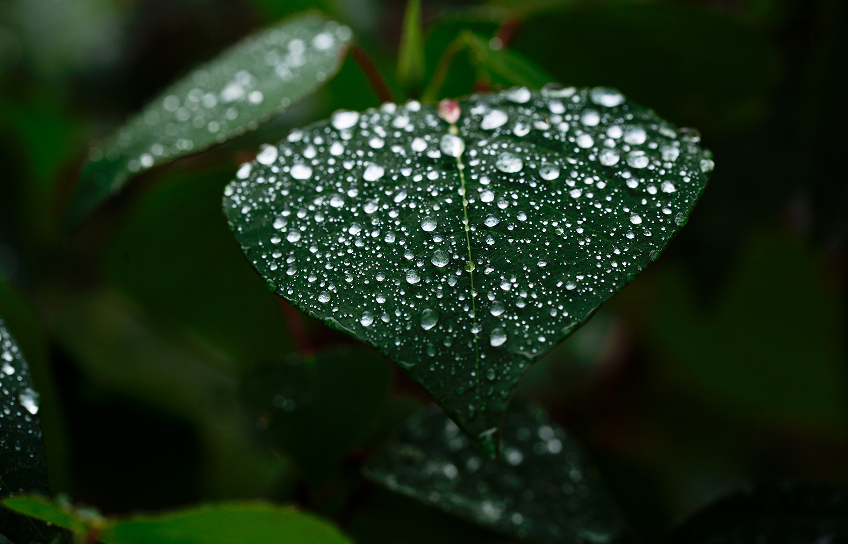 Wassertropfen