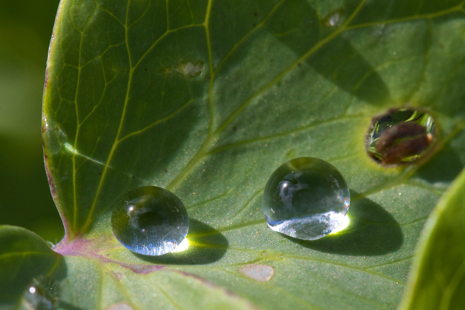 Wassertropfen