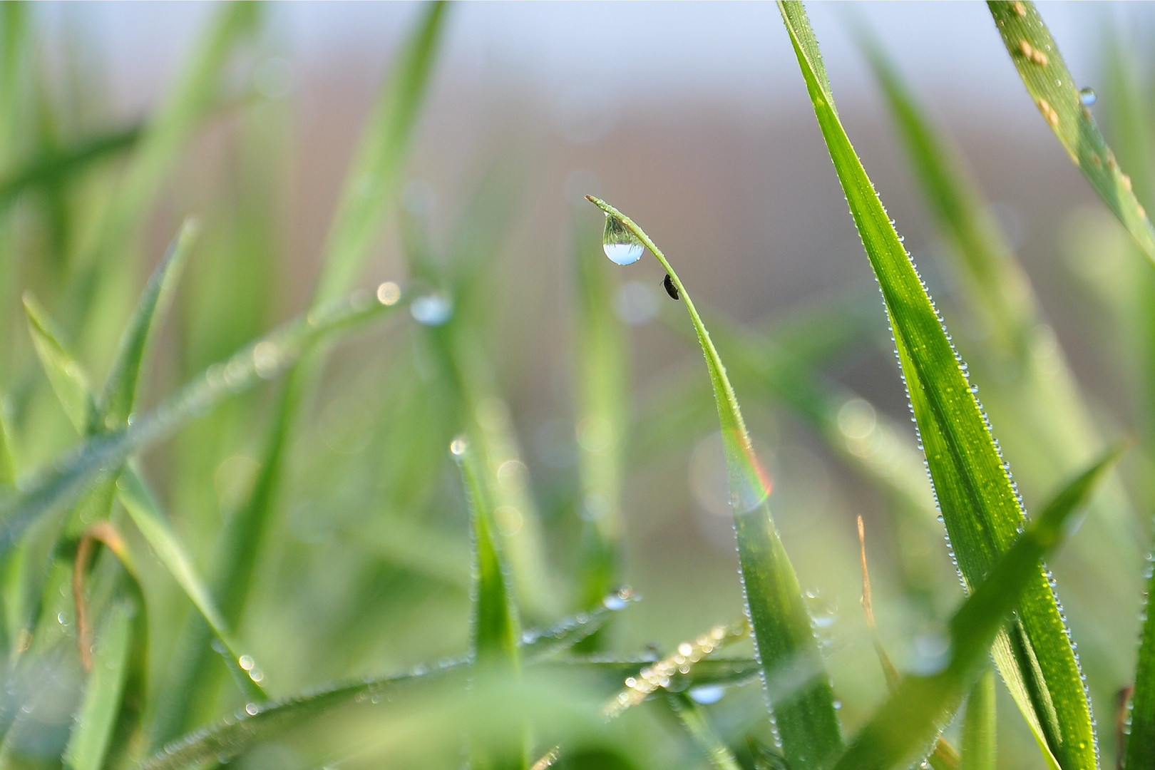 Wassertropfen