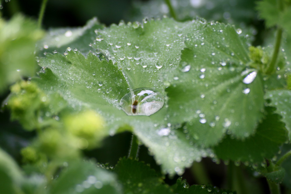 Wassertropfen