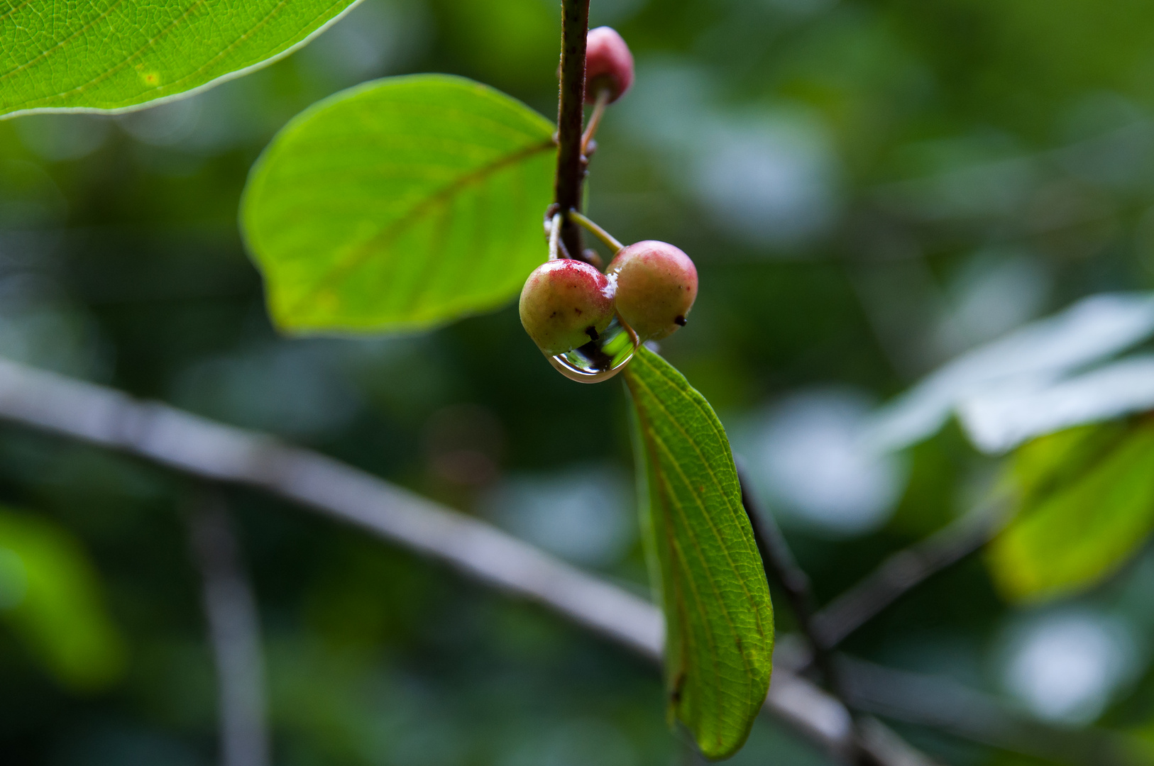 Wassertropfen