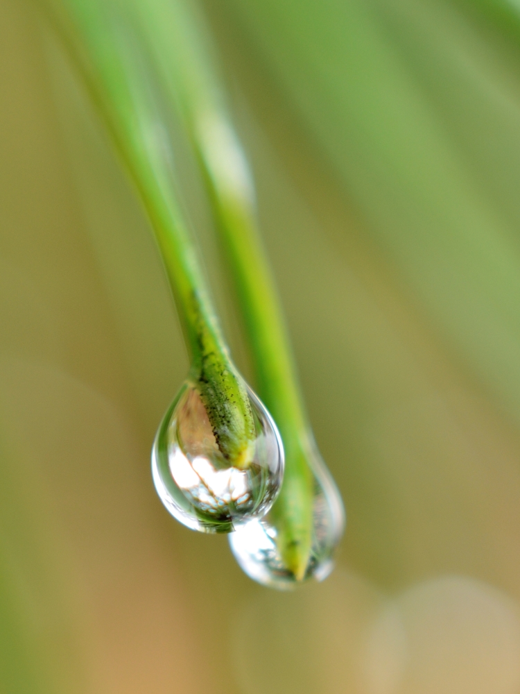 wassertropfen