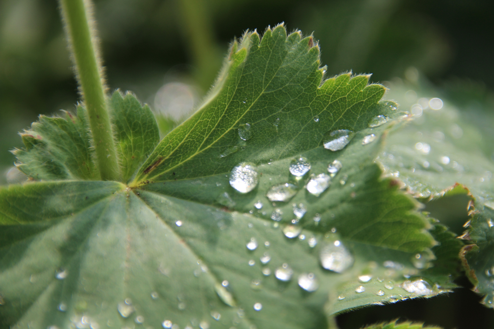 Wassertropfen 