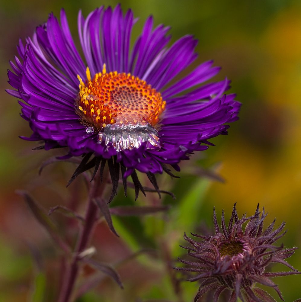 Wassertropfen