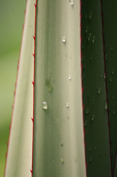 Wassertropfen