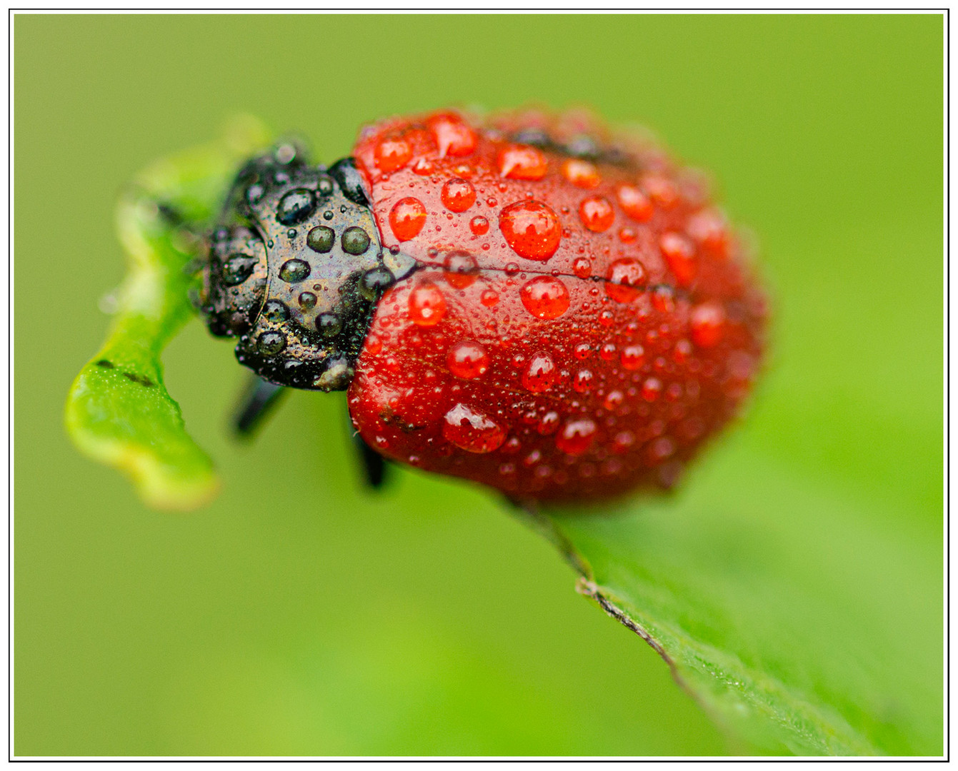 Wassertropfen