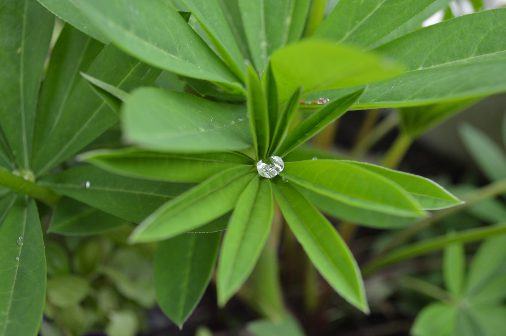 Wassertropfen