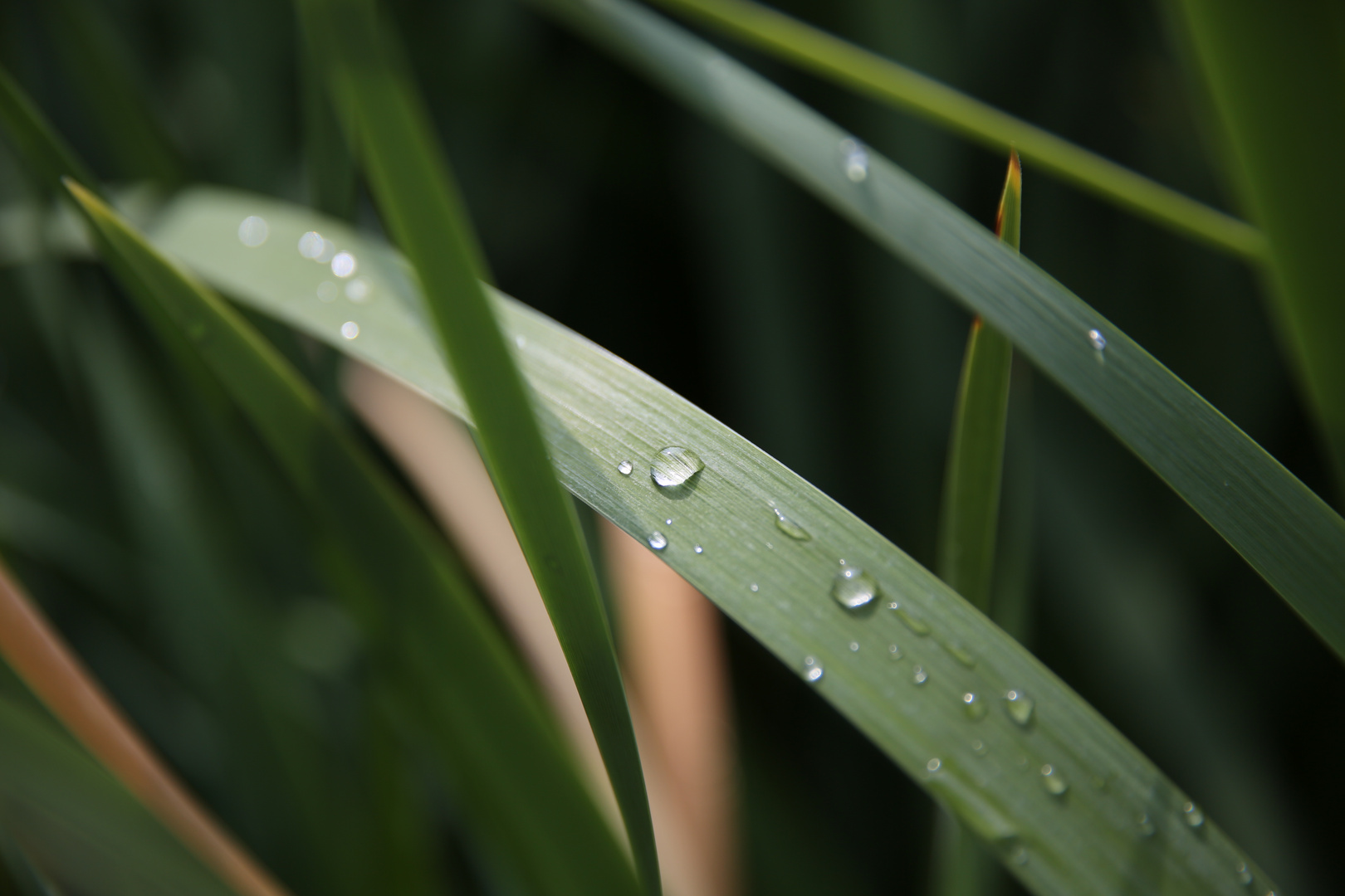 Wassertropfen