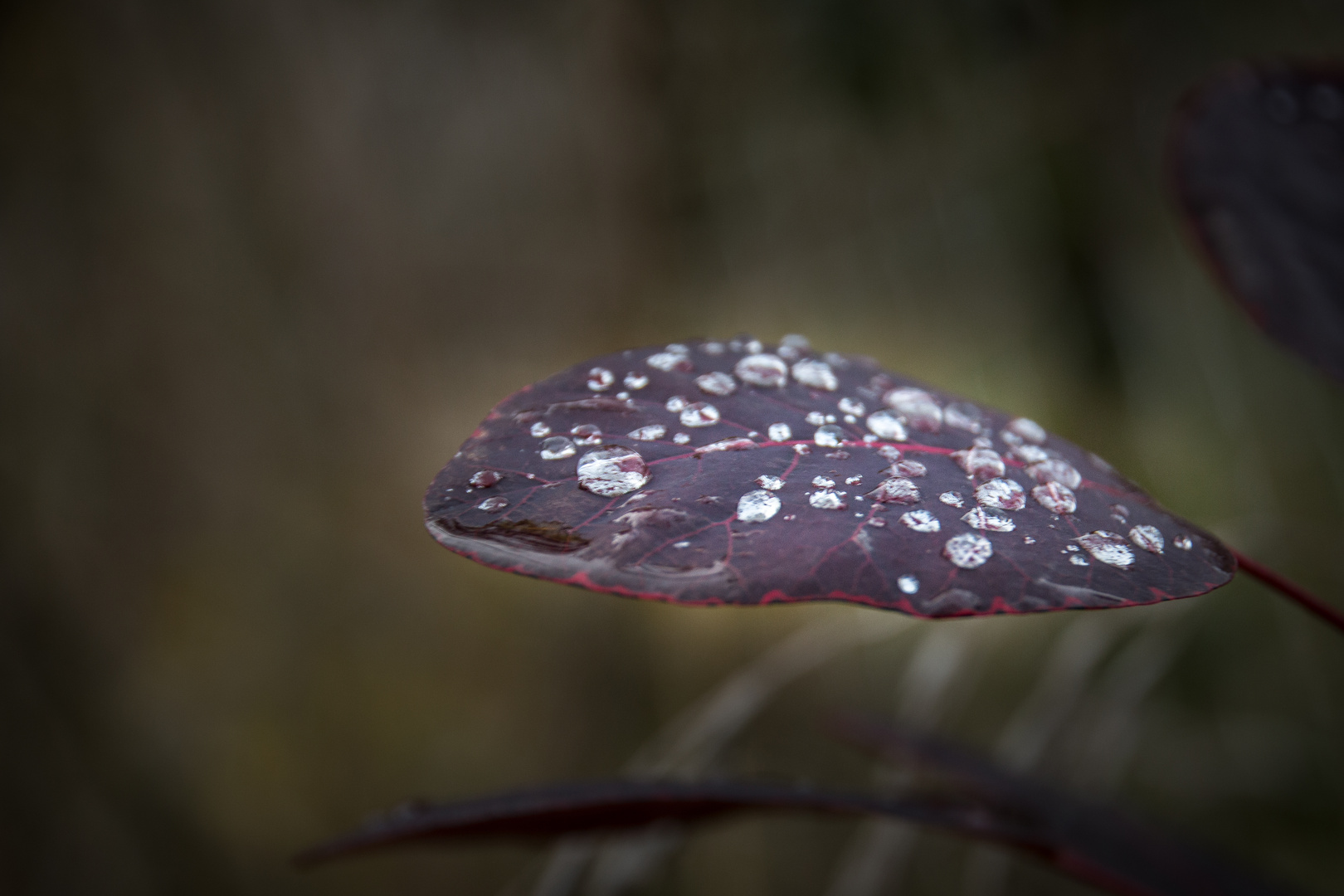 Wassertropfen 