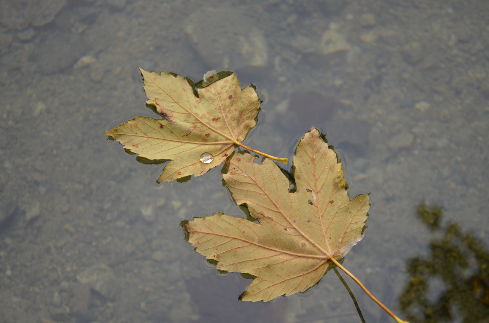 Wassertropfen