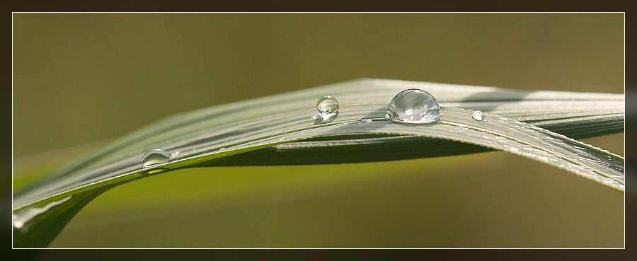 wassertropfen