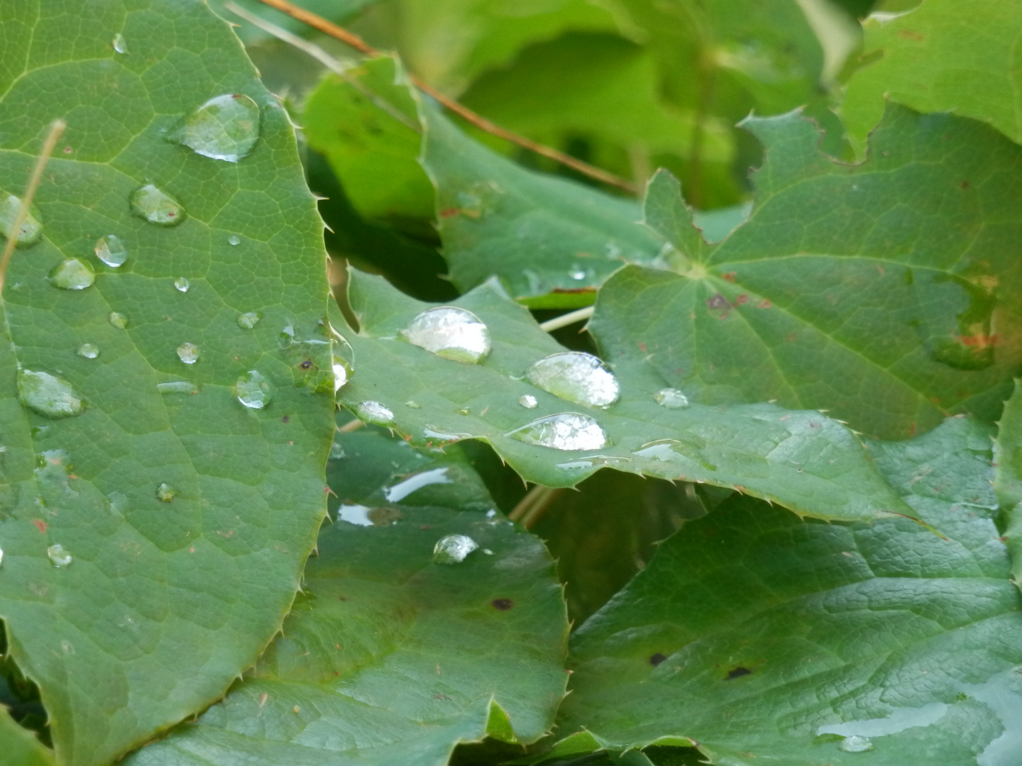 Wassertropfen