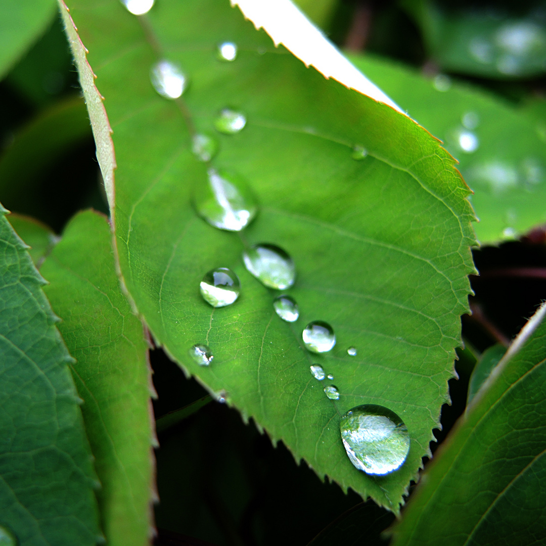 Wassertropfen