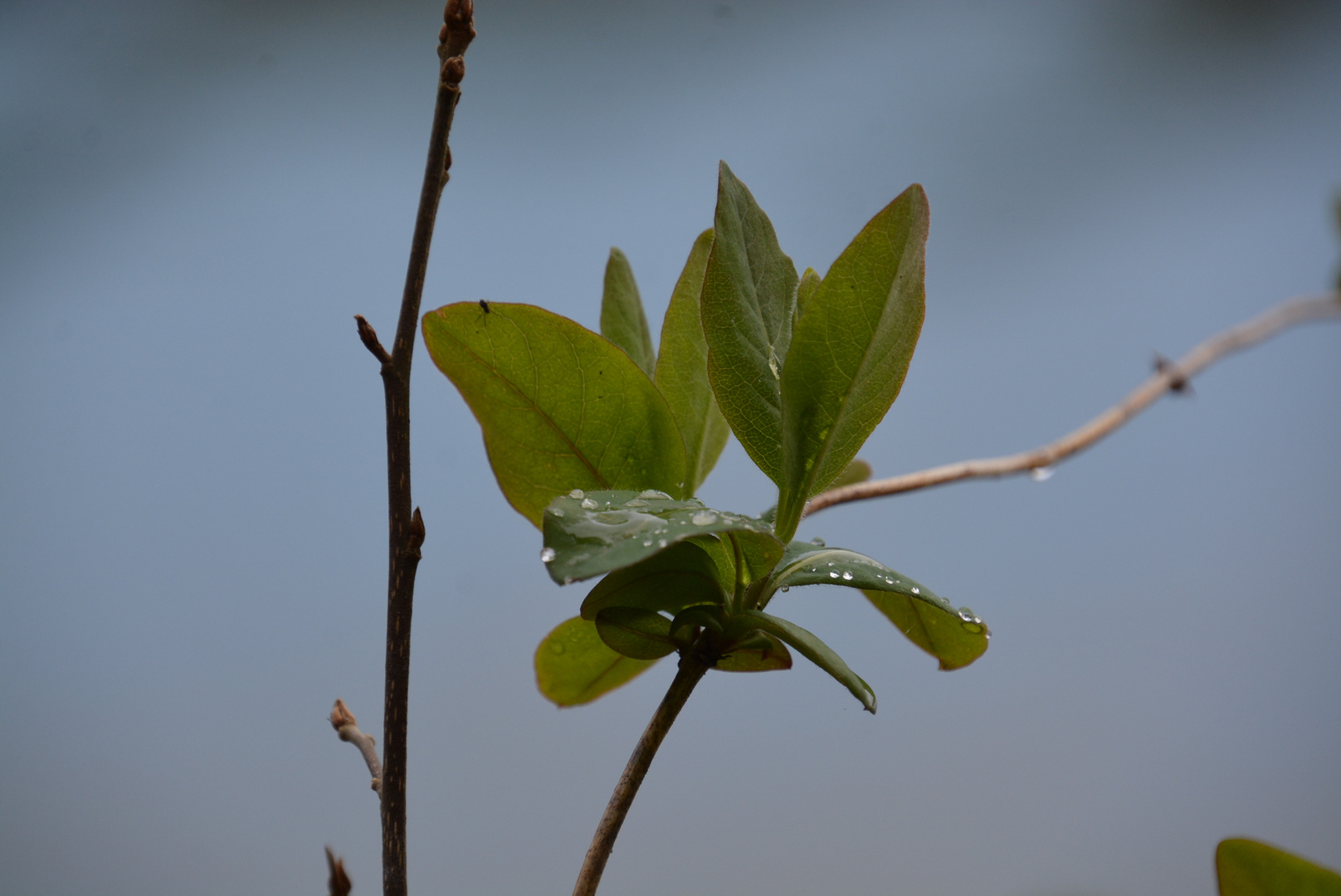 Wassertropfen