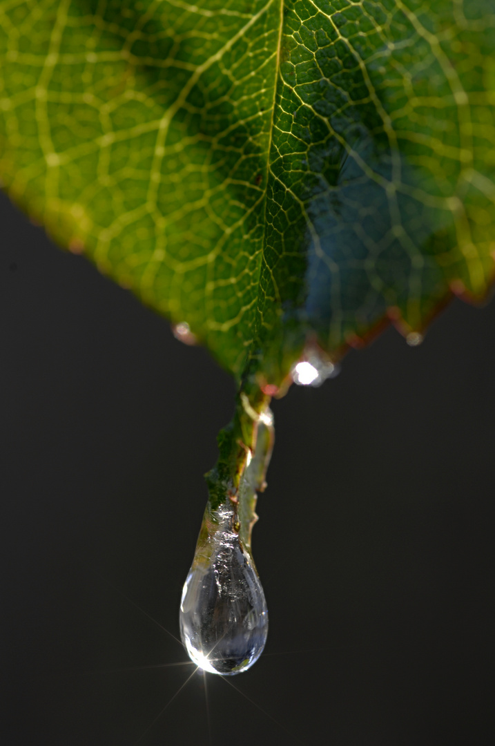 Wassertropfen