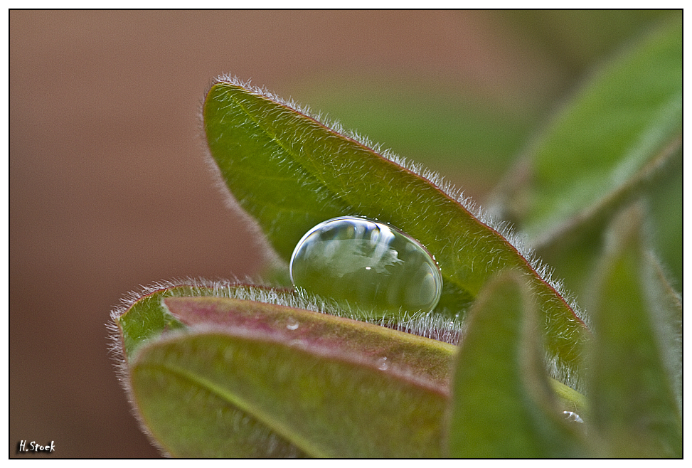 Wassertropfen