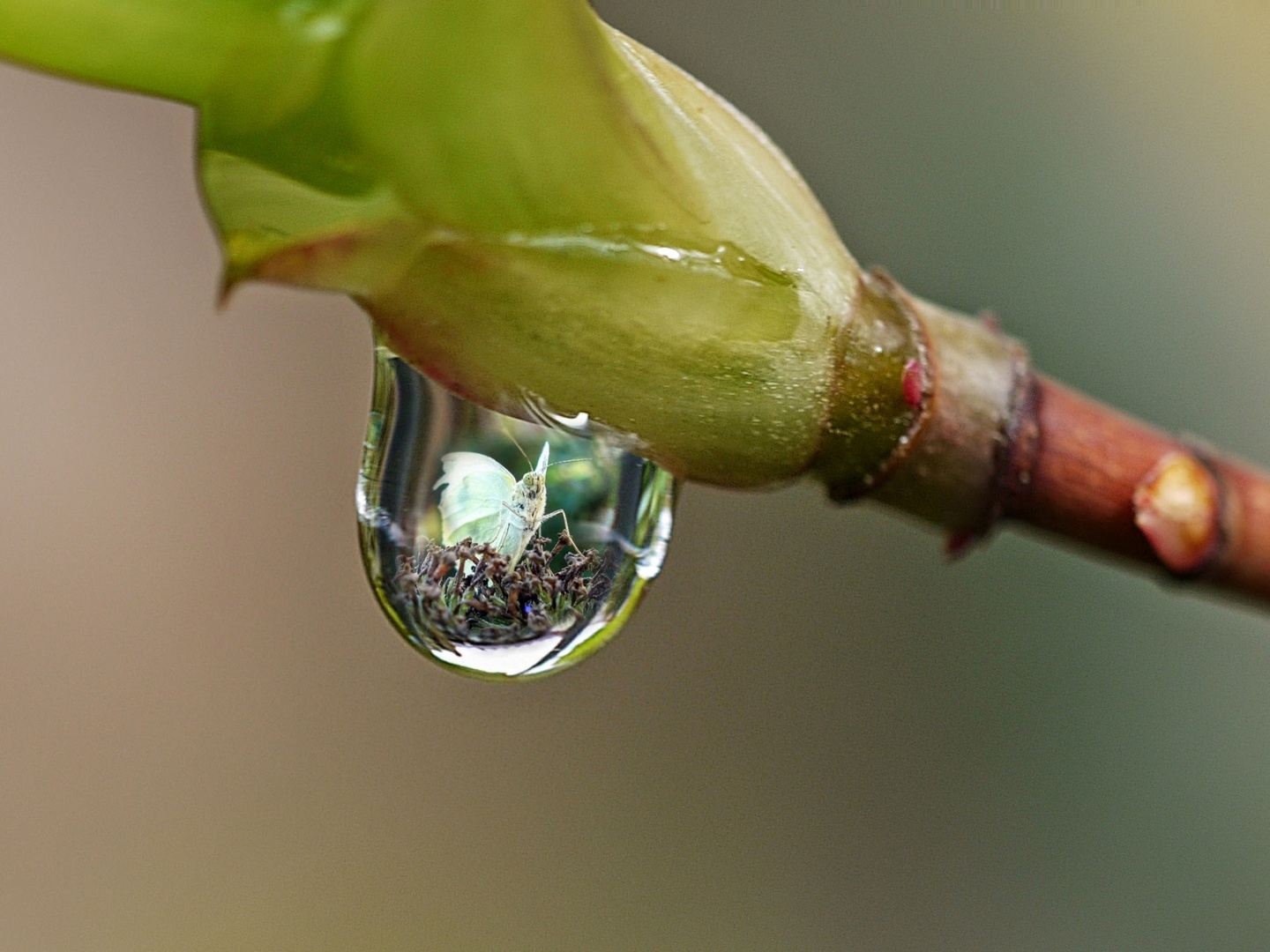 Wassertropfen 