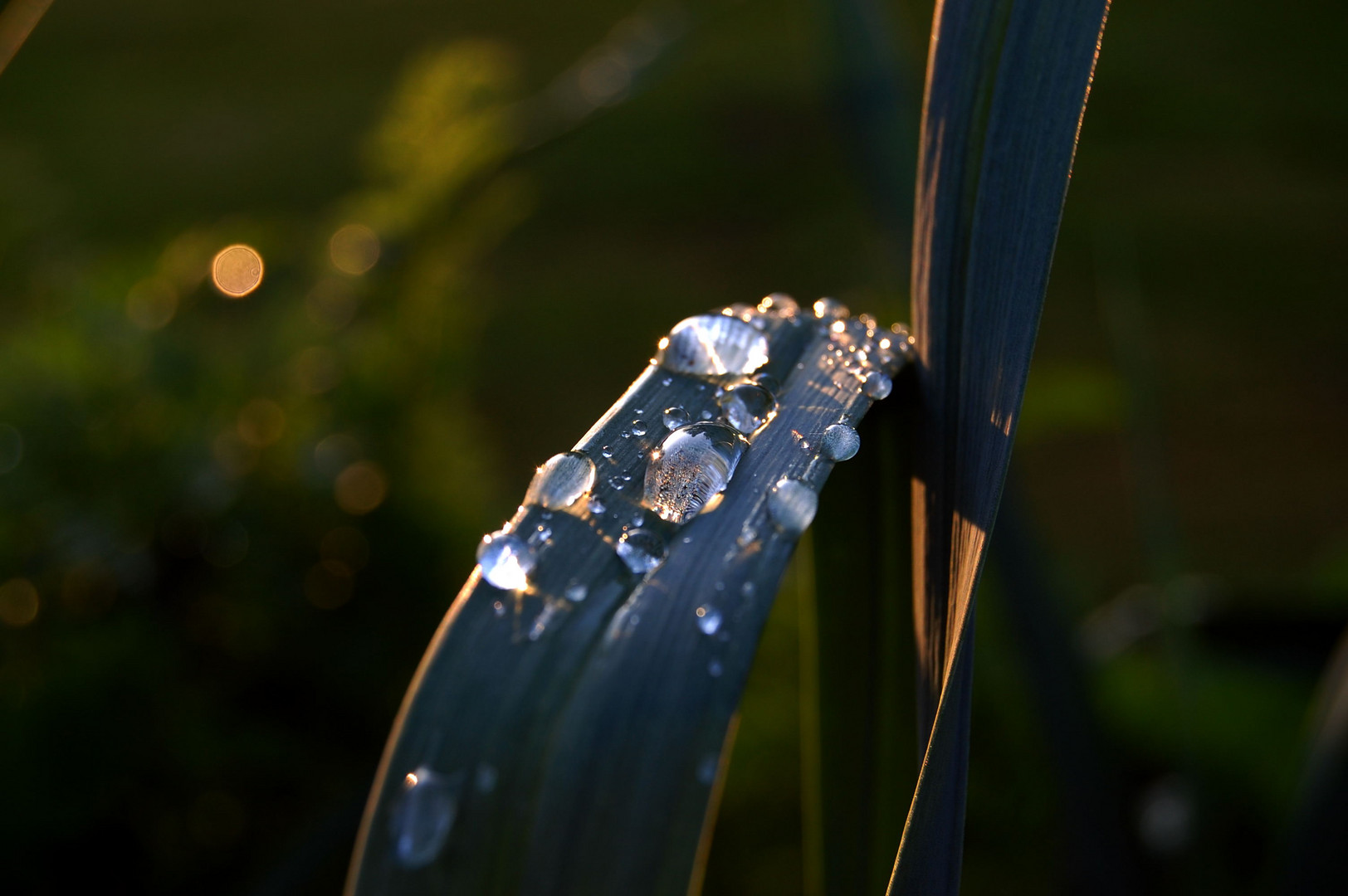 Wassertropfen