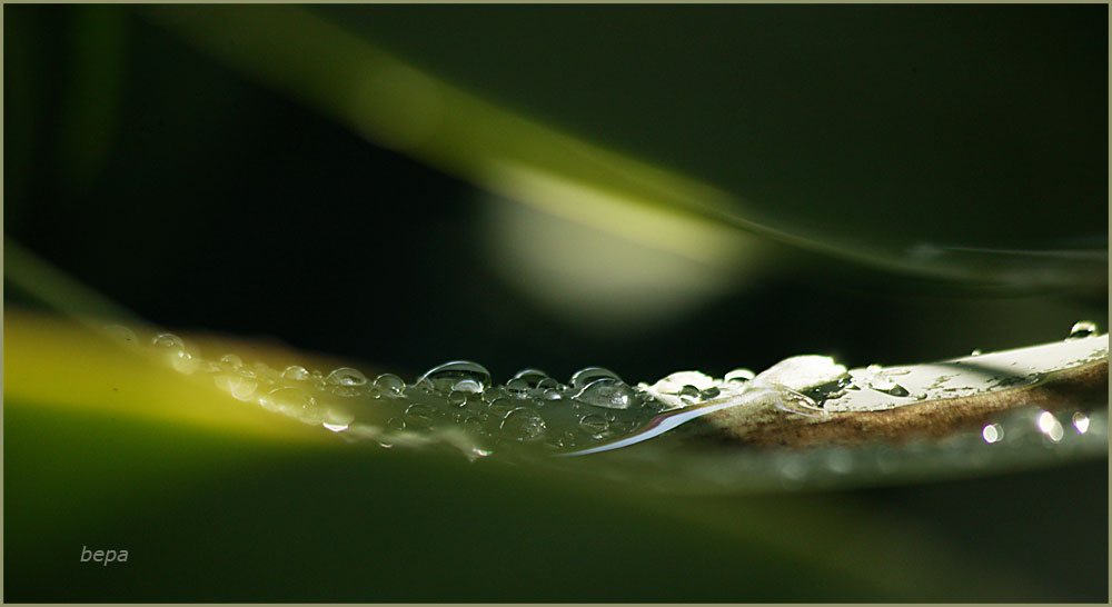 Wassertropfen