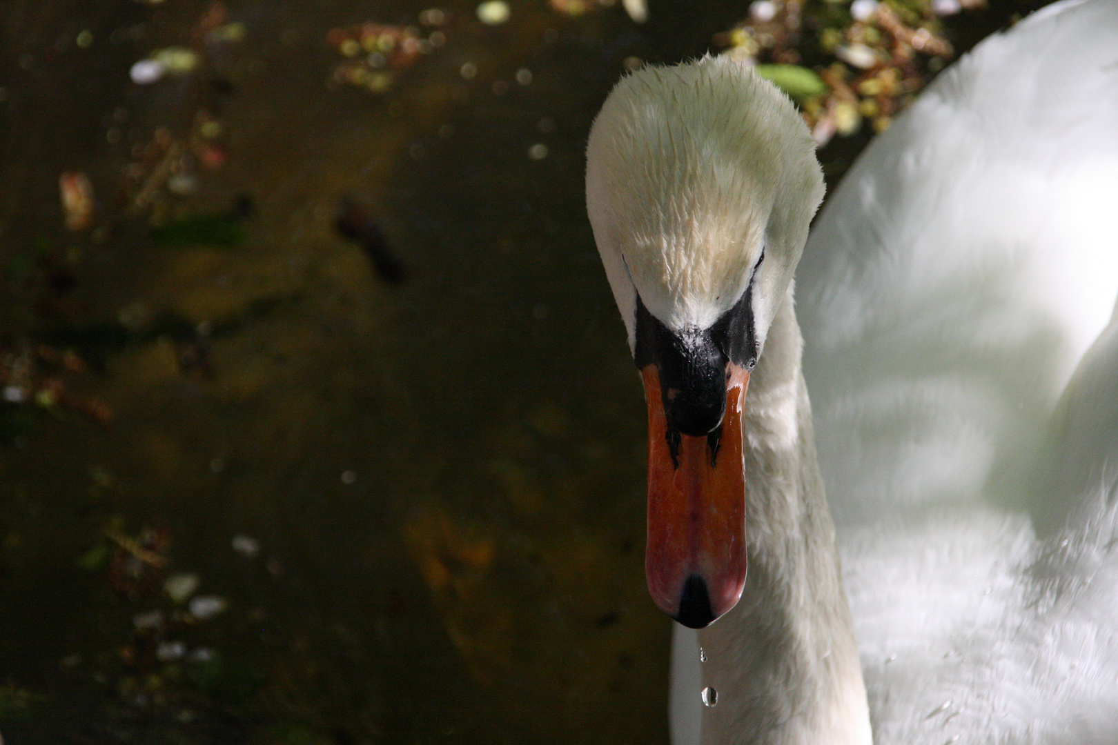 Wassertropfen