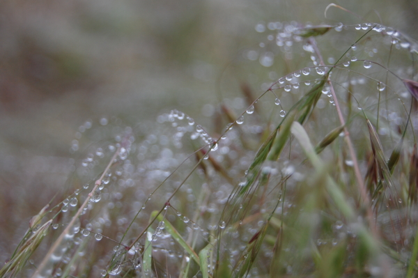 Wassertropfen