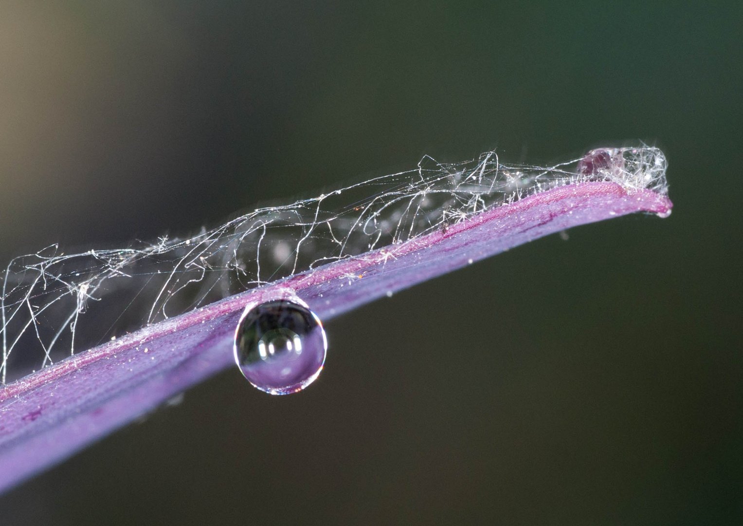 Wassertropfen